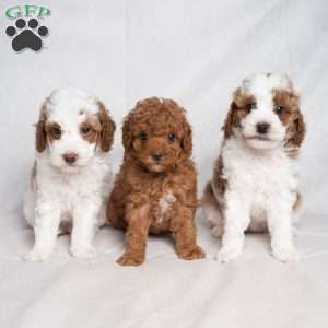 Graham, Cavapoo Puppy